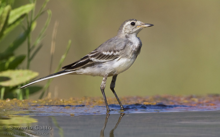 White Wagtail