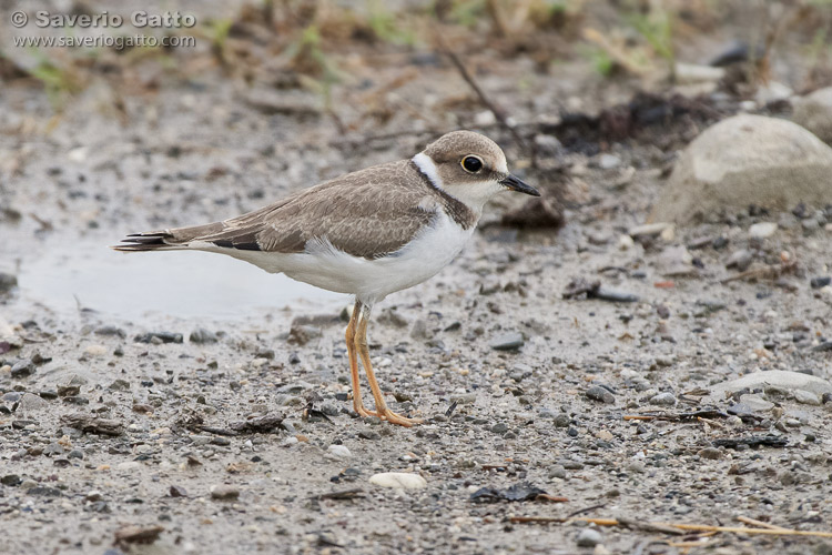 Little Ringed Plover