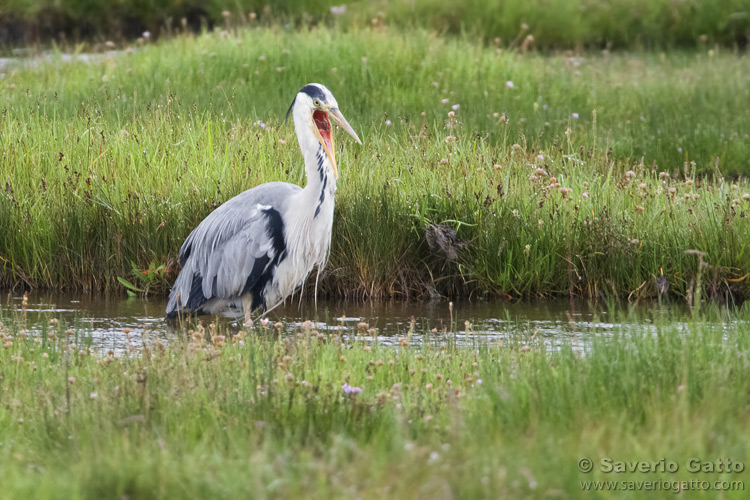 Grey Heron