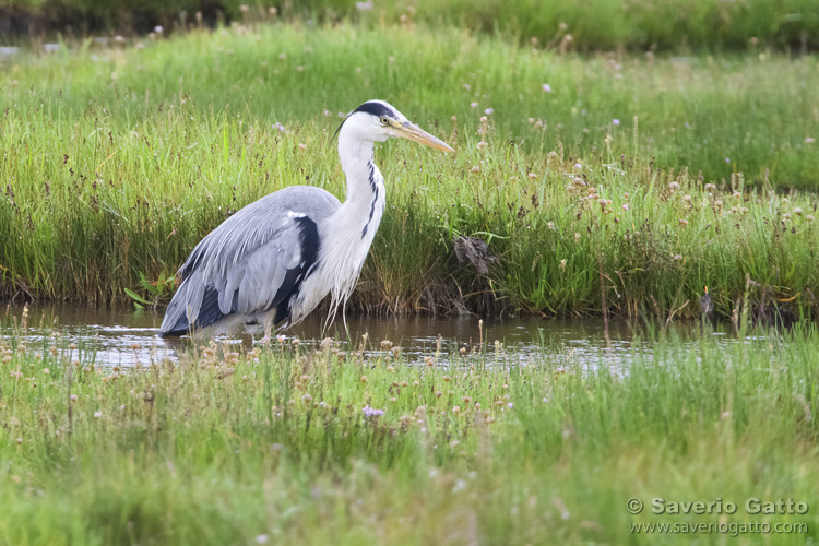 Grey Heron