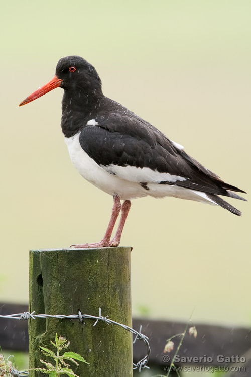 Eurasian Oystercatcher