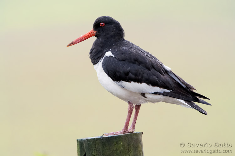 Eurasian Oystercatcher