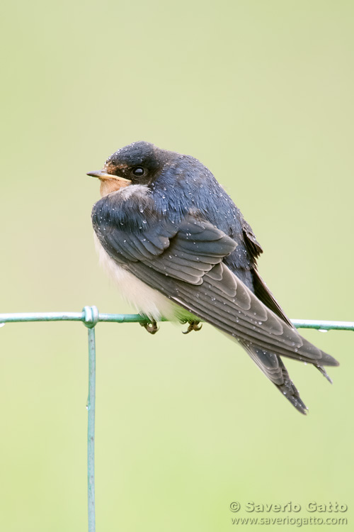 Barn Swallow