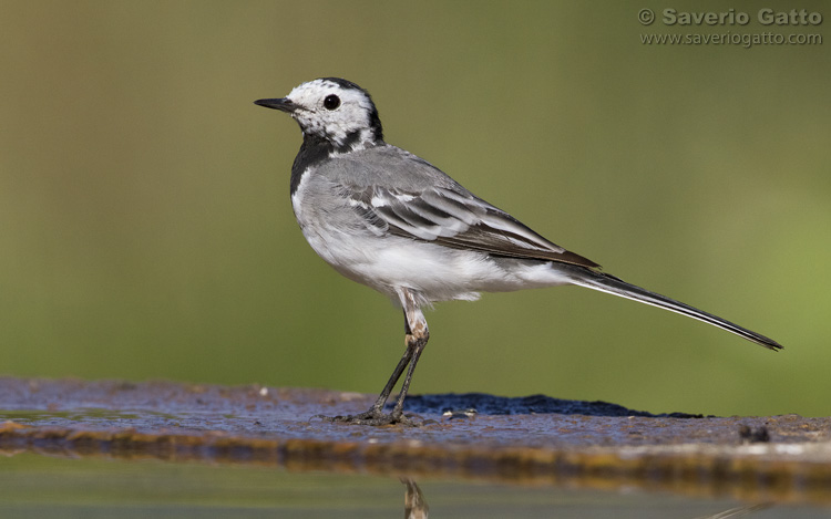 White Wagtail