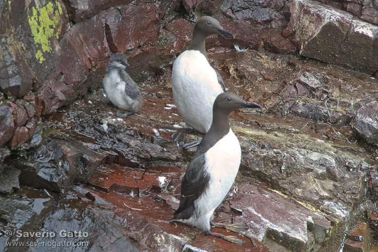 Common Murre