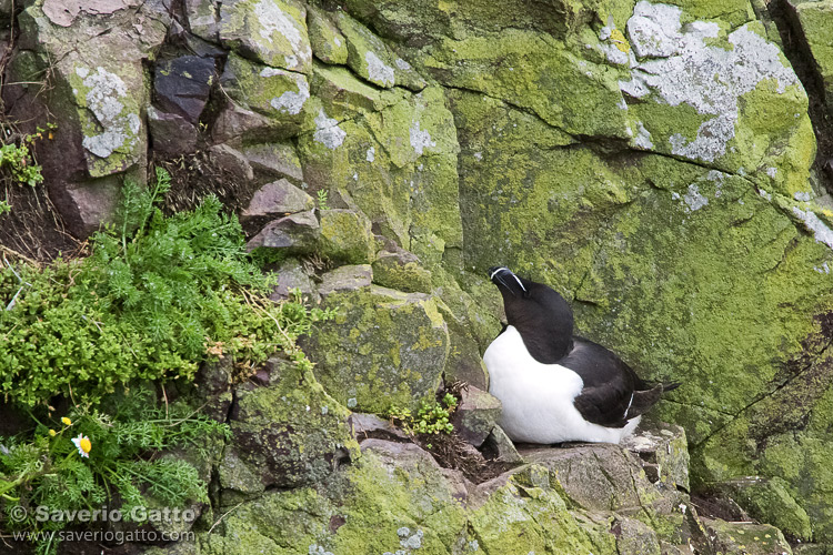 Razorbill