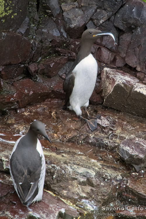 Common Murre