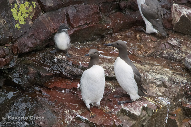 Common Murre