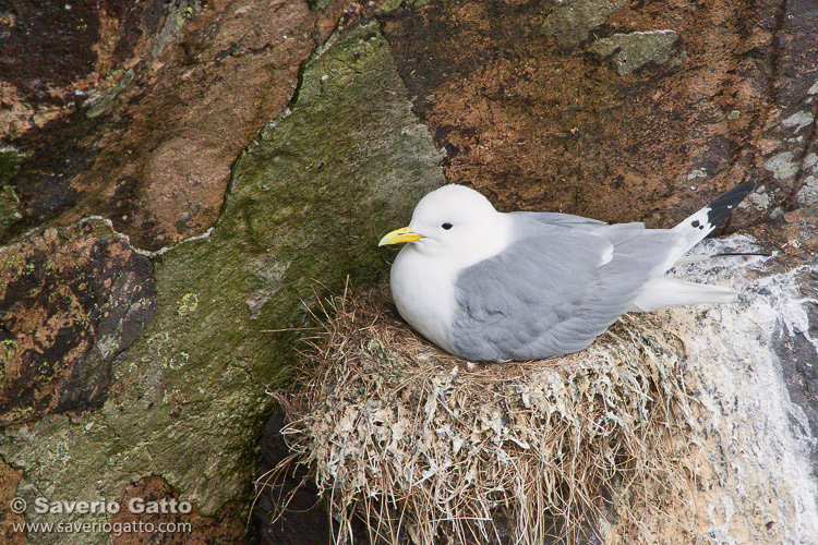 Black-legged Kittiwake