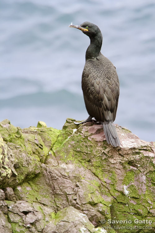 European Shag