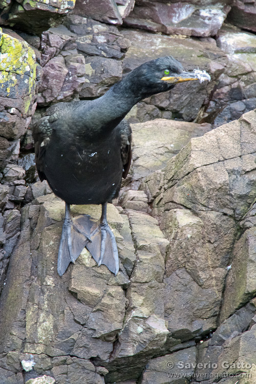 European Shag