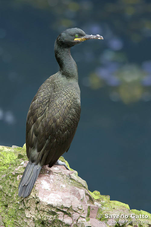 European Shag