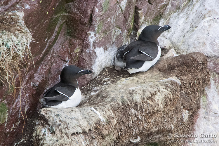 Razorbill