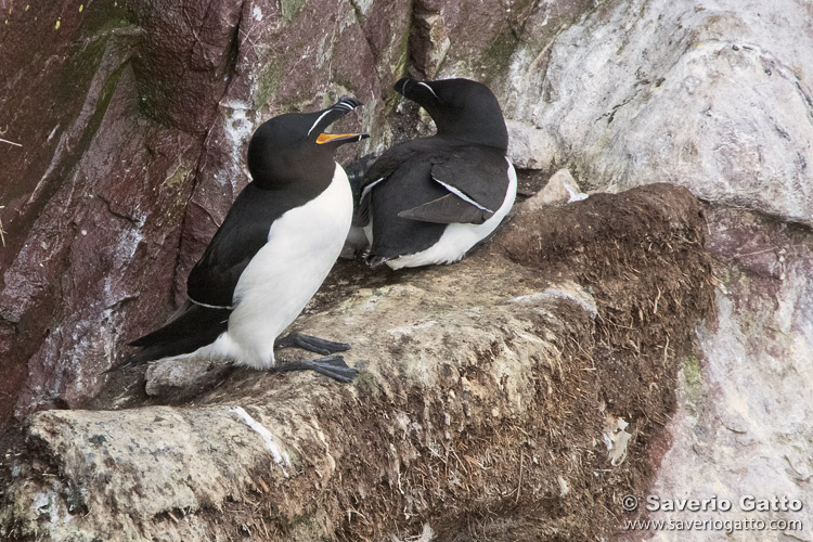 Razorbill