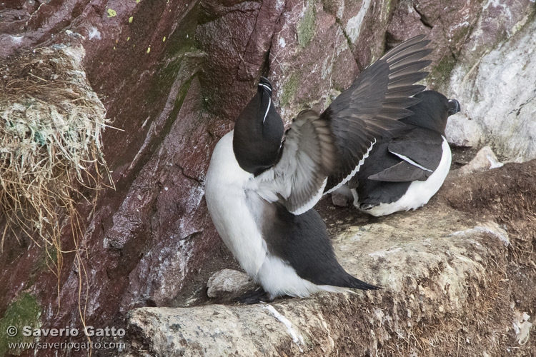 Razorbill