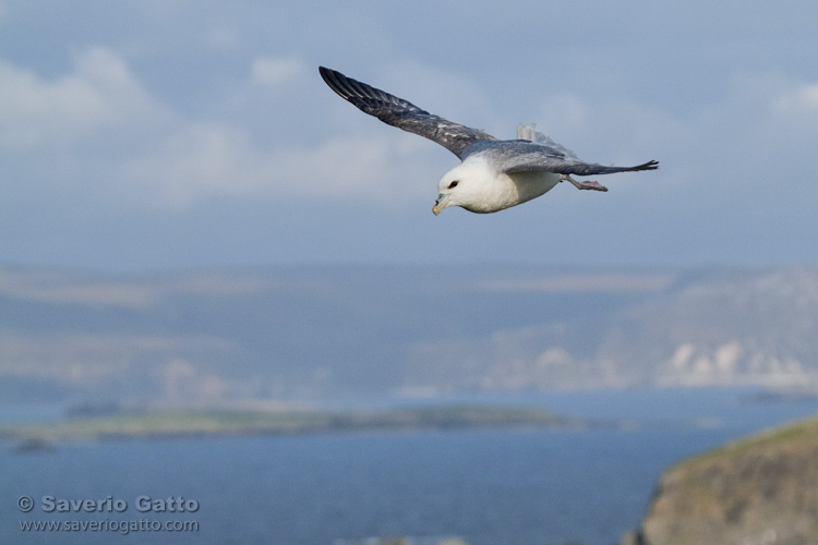 Northern Fulmar