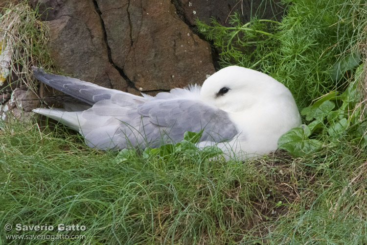 Northern Fulmar