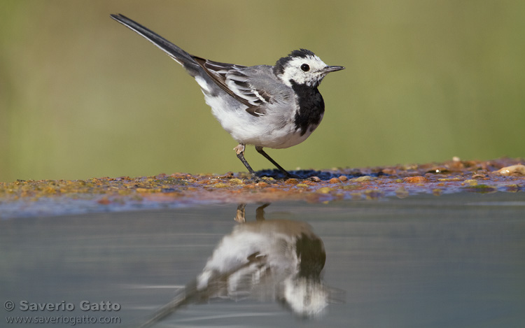 White Wagtail