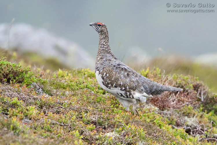 Rock Ptarmigan