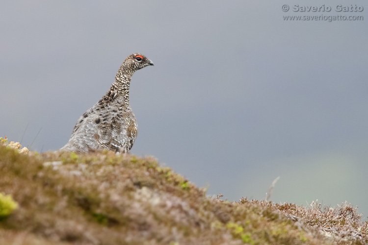 Rock Ptarmigan