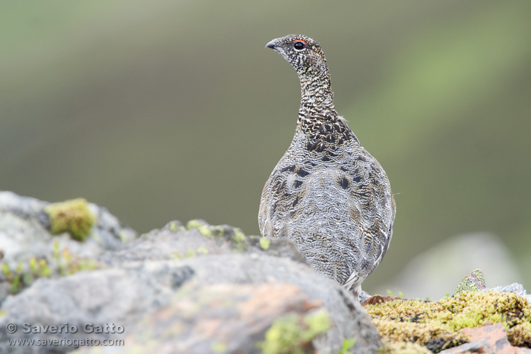 Rock Ptarmigan