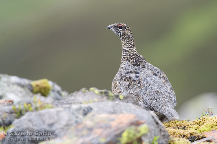 Rock Ptarmigan