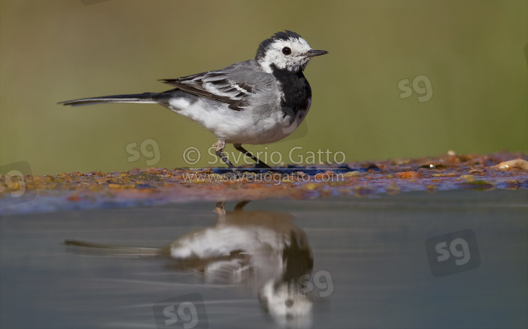 White Wagtail