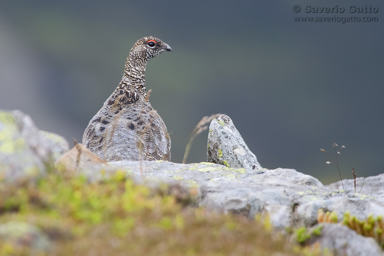 Rock Ptarmigan