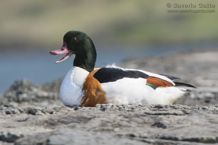 Common Shelduck