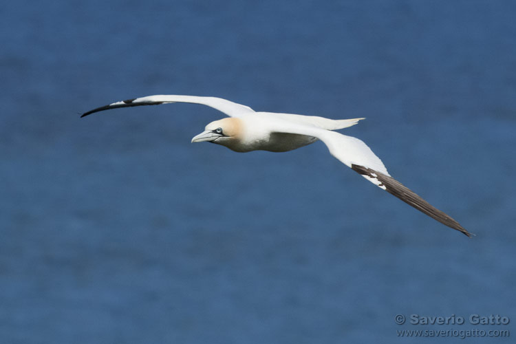 Northern Gannet