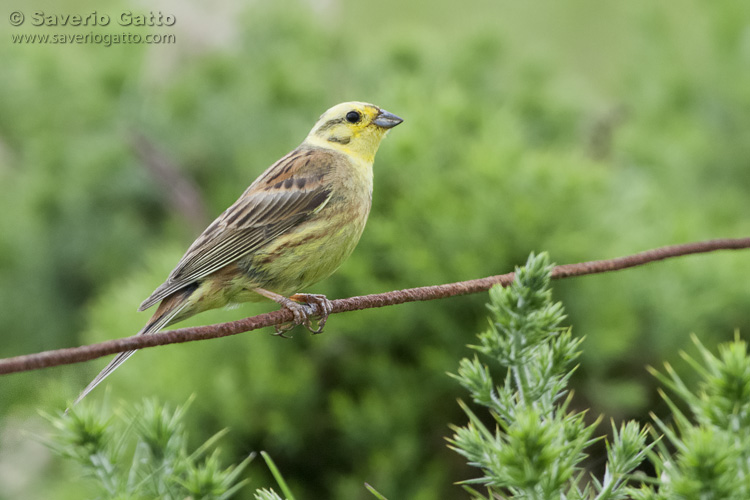 Zigolo giallo