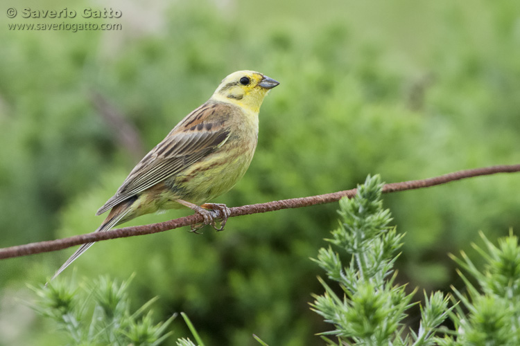 Zigolo giallo