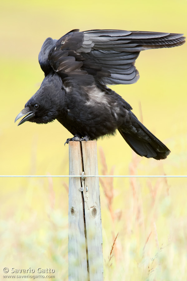 Carrion Crow