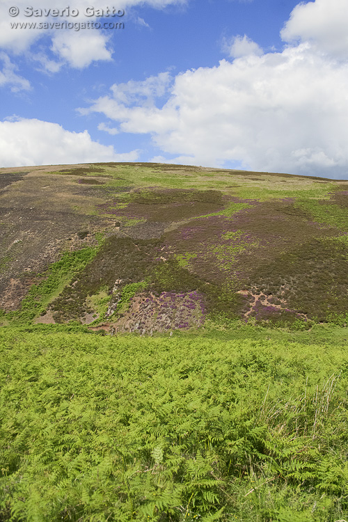 Lammermuir Hills