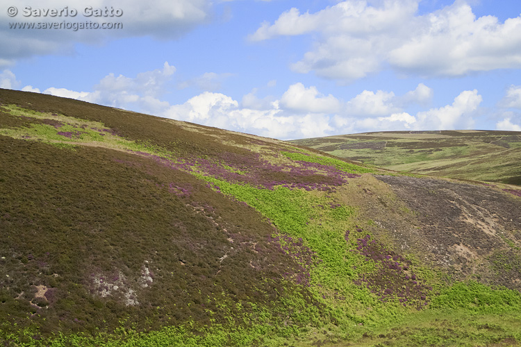 Lammermuir Hills