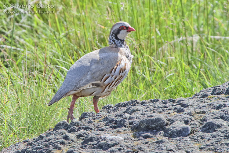 Red-legged Partridge