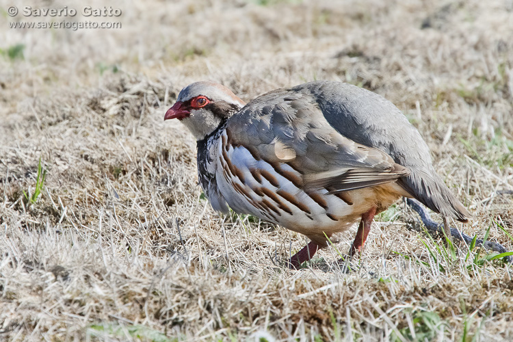 Red-legged Partridge