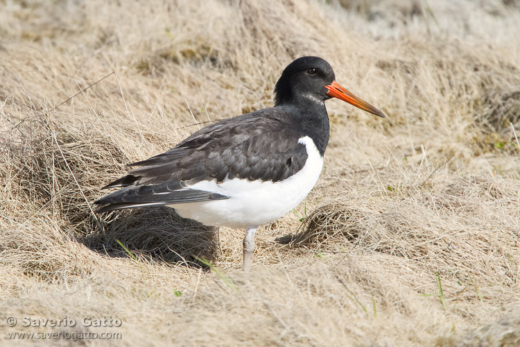 Eurasian Oystercatcher