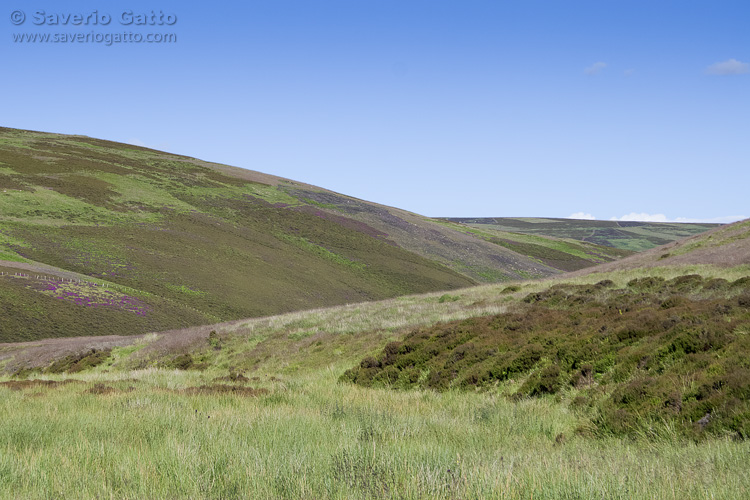 Lammermuir Hills