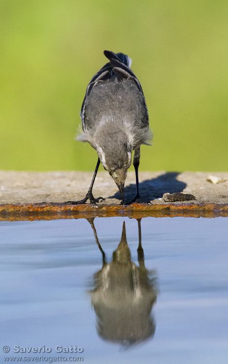 White Wagtail