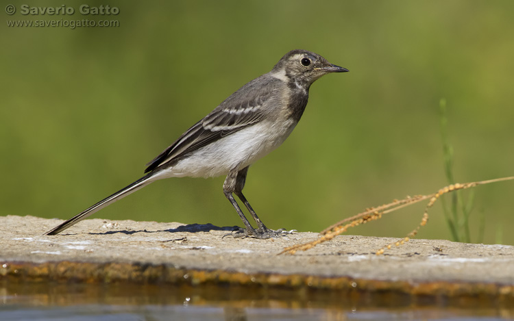 White Wagtail