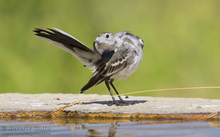 White Wagtail