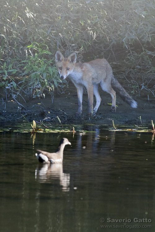 Fox and a moorhen