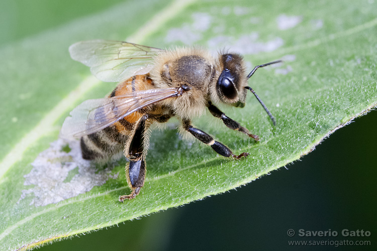 European Honey Bee