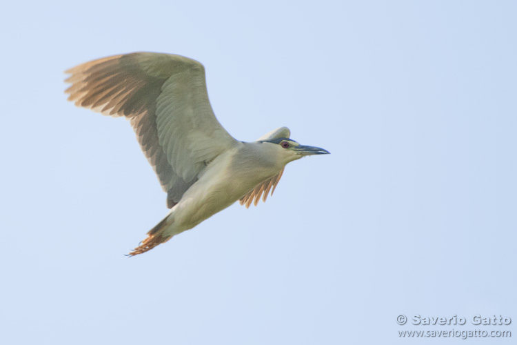 Black-crowned Night Heron