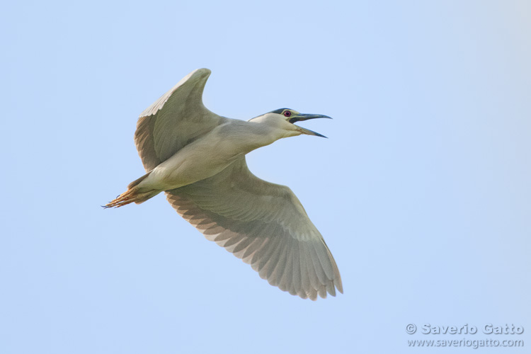 Black-crowned Night Heron