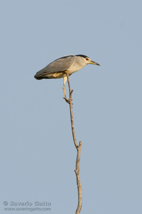 Black-crowned Night Heron