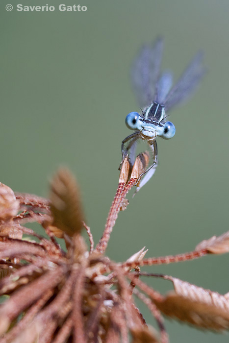 Damselfly