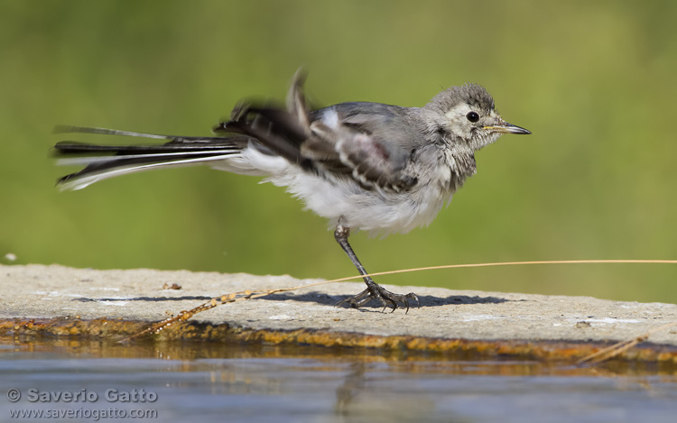 White Wagtail