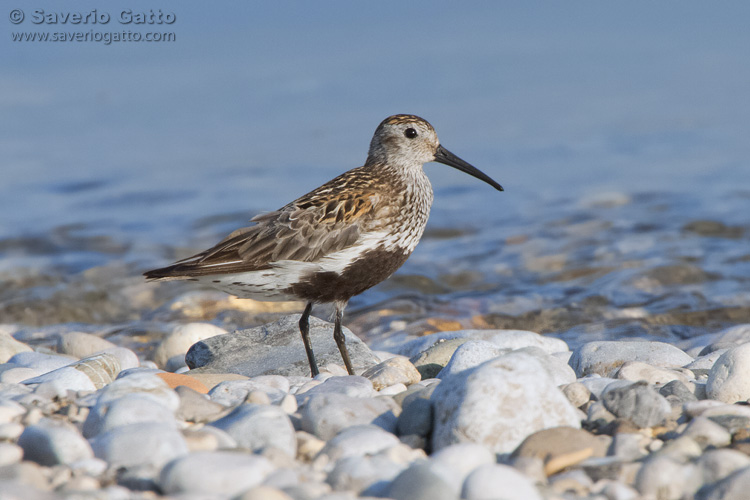 Dunlin